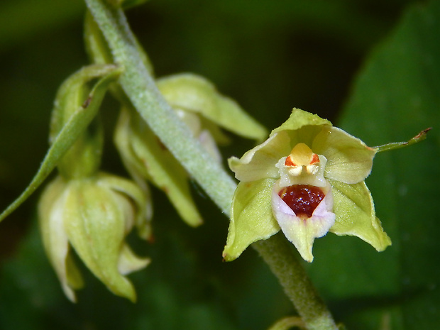 kruštík rožkatý Epipactis muelleri Godfery