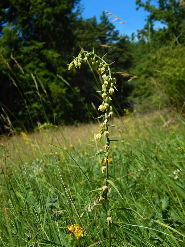 kruštík rožkatý Epipactis muelleri Godfery