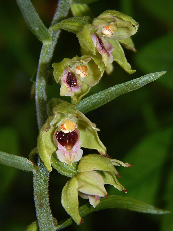 kruštík rožkatý Epipactis muelleri Godfery