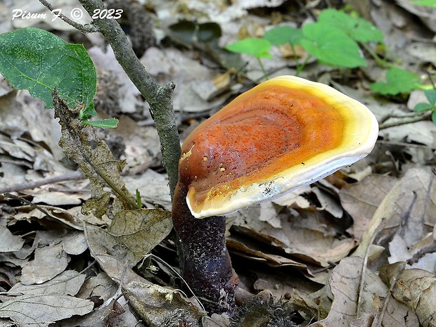 lesklokôrovka obyčajná Ganoderma lucidum (Curtis) P. Karst.