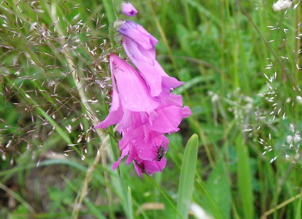 mečík škridlicovitý Gladiolus imbricatus L.