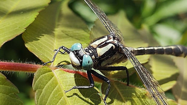 klinovka obyčajná  Gomphus vulgatissimus (Linnaeus, 1758)