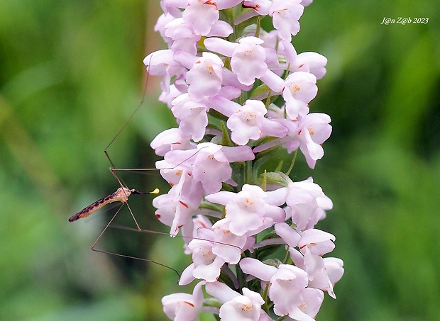 päťprstnica voňavá Gymnadenia odoratissima (L.) Rich.