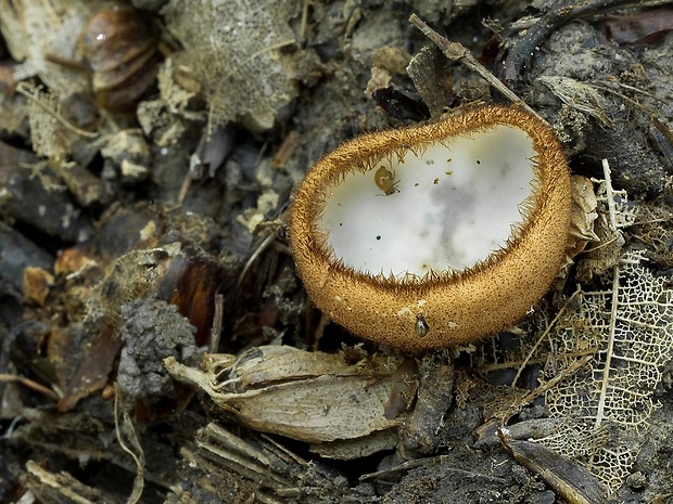 humária polguľovitá Humaria hemisphaerica (F.H. Wigg.) Fuckel