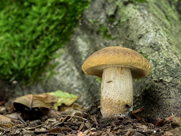 kozák hrabový Leccinum pseudoscabrum (Kallenb.) Šutara