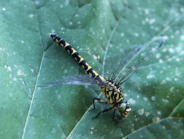 klinovka čiernonohá Onychogomphus forcipatus  (Linnaeus, 1758)