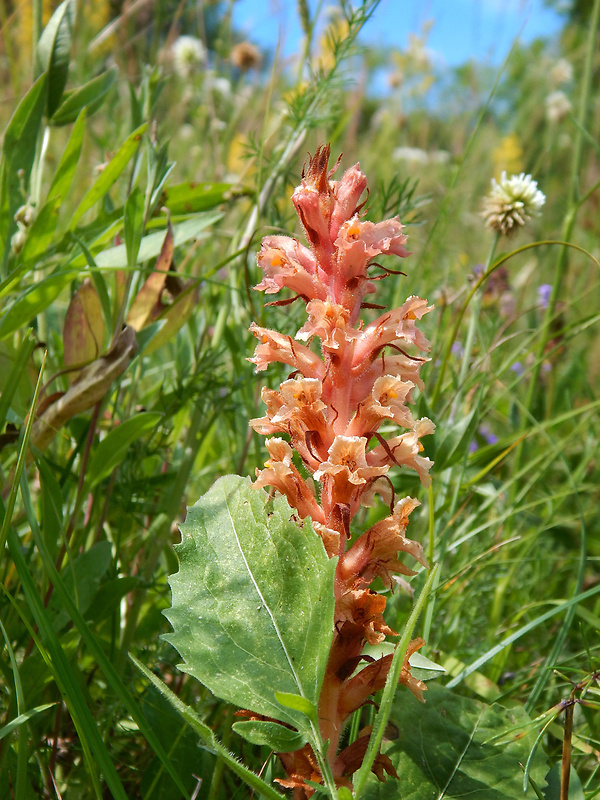 záraza červenkastá Orobanche kochii F. W. Schultz