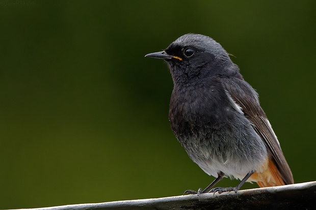 žltochvost domový ♂ Phoenicurus ochruros