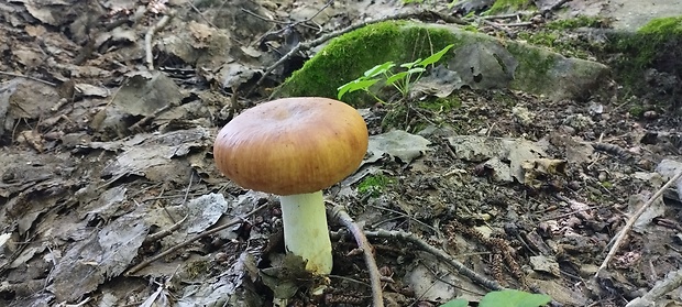 plávka smradľavá Russula foetens Pers.