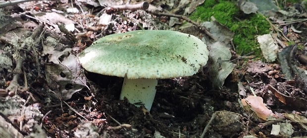 plávka zelenkastá Russula virescens (Schaeff.) Fr.