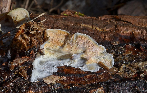 kostrovka beztvárna Skeletocutis amorpha (Fr.) Kotl. & Pouzar