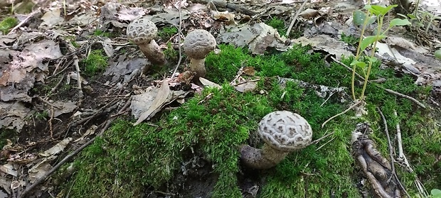 šiškovec šupinatý Strobilomyces strobilaceus (Scop.) Berk.