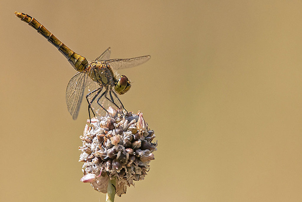 vážka červená ♀ Sympetrum sanguineum (Müller, 1764)