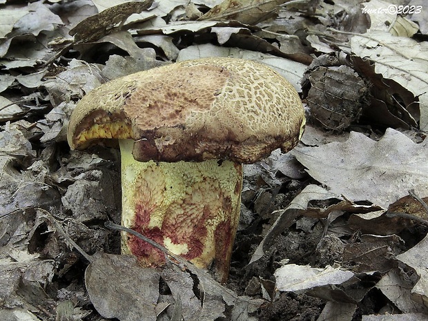 hríb príveskatý Butyriboletus appendiculatus (Schaeff. ex Fr.) Secr.