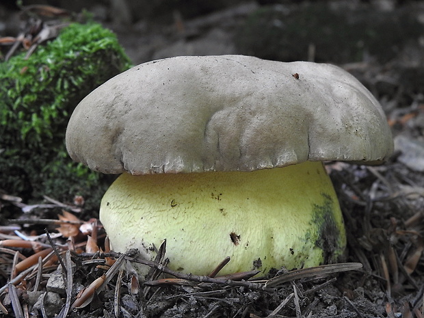 hríb sivoružový Butyriboletus roseogriseus (J. Šutara, M. Graca, M. Kolarík, V. Janda & M. Kríž) Vizzini & Gelardi