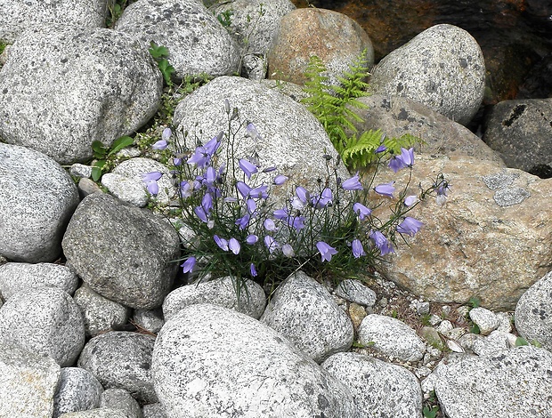 zvonček tatranský Campanula tatrae Borbás