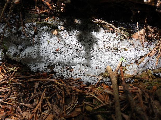 rohačka kríčkovitá Ceratiomyxa fruticulosa var. fruticulosa (O.F. Müll.) T. Macbr