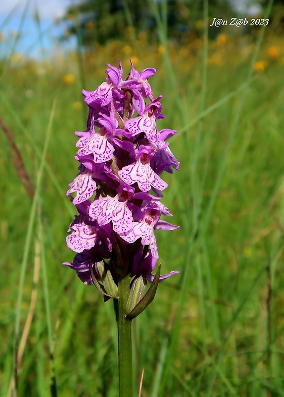 vstavačovec škvrnitý pravý Dactylorhiza maculata subsp. maculata (L.) Soó