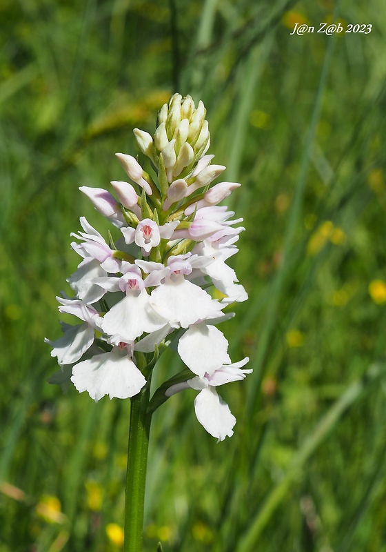 vstavačovec škvrnitý sedmohradský Dactylorhiza maculata subsp. transsilvanica (Schur) Soó