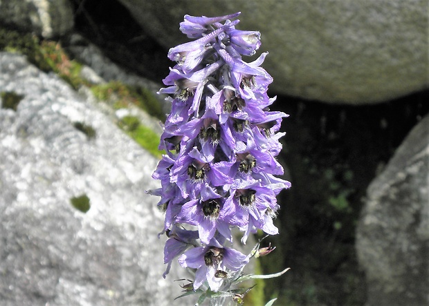 stračonôžka vysoká Delphinium elatum L.