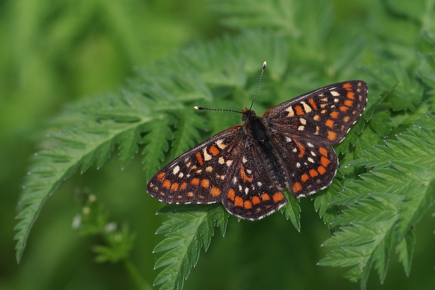 hnedáčik osikový Euphydryas maturna