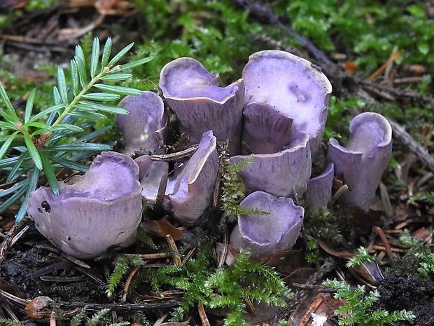 lievikovec kyjakovitý Gomphus clavatus (Pers.) Gray