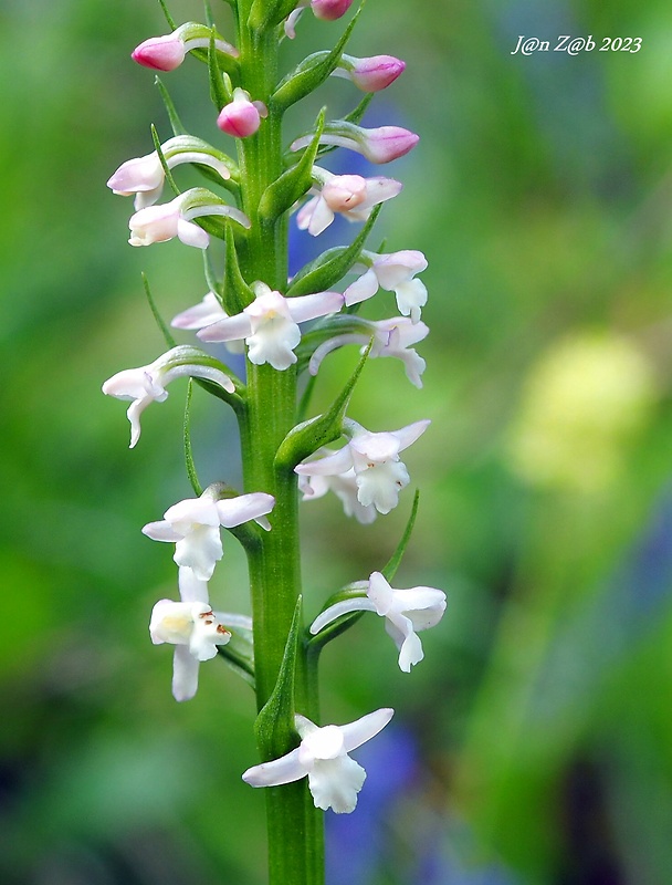 päťprstnica voňavá Gymnadenia odoratissima (L.) Rich.