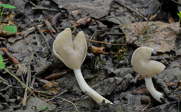 chriapač pružný Helvella elastica Bull.