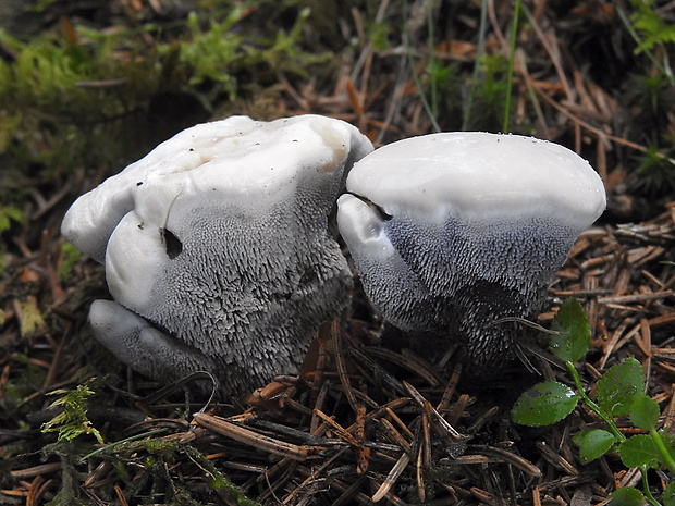 jelenkovka voňavá Hydnellum suaveolens (Scop.) P. Karst.