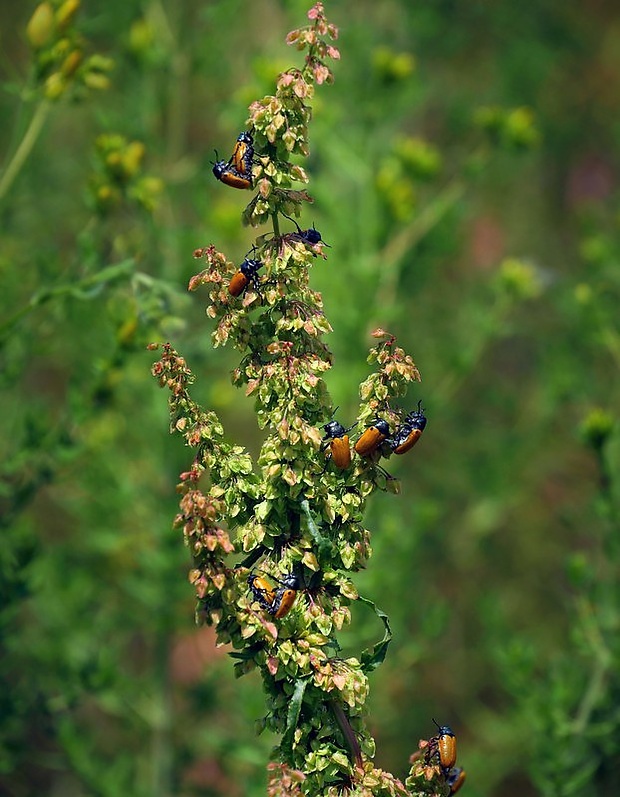 liskavka (sk) / mandelínka (cz) Labidostomis longimana