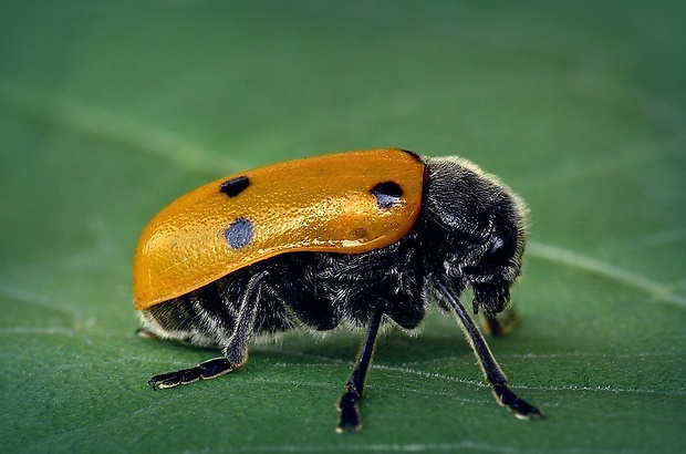 liskavka (sk) / huňáč (cz) Lachnaia sexpunctata (Scopoli, 1763)