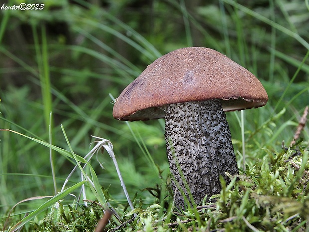 kozák smrekový Leccinum piceinum Pilát & Dermek