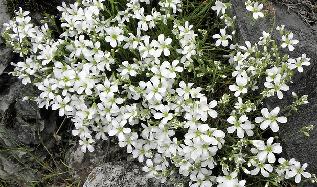 kurička vápencová Minuartia langii (G. Reuss) Holub