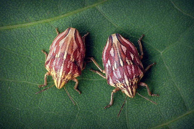 štítovka (sk) / štítovka rudopásá (cz) Odontotarsus purpureolineatus (Rossi, 1790)