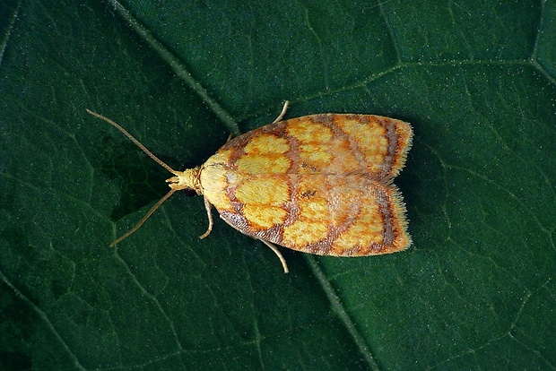 obaľovač šípkový (sk) / obaleč šípkový (cz) Acleris bergmanniana (Linnaeus, 1758)