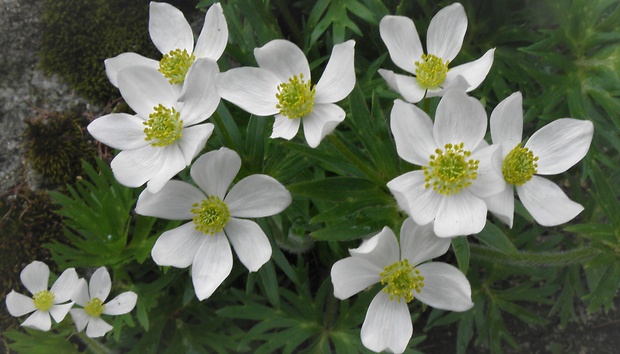 veternica narcisokvetá Anemone narcissiflora L.