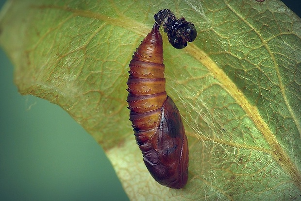 obaľovač drevinový (sk) / obaleč třešňový (cz) Archips xylosteana (Linnaeus, 1758)