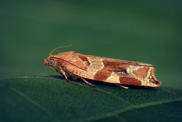 obaľovač drevinový (sk) / obaleč třešňový (cz) Archips xylosteana (Linnaeus, 1758)