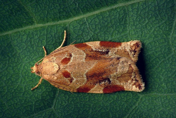 obaľovač drevinový (sk) / obaleč třešňový (cz) Archips xylosteana (Linnaeus, 1758)