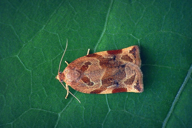 obaľovač drevinový (sk) / obaleč třešňový (cz) Archips xylosteana (Linnaeus, 1758)