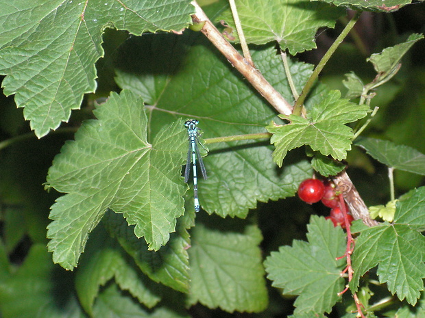 šidélko obyčajné Coenagrion puella (Linnaeus, 1758)