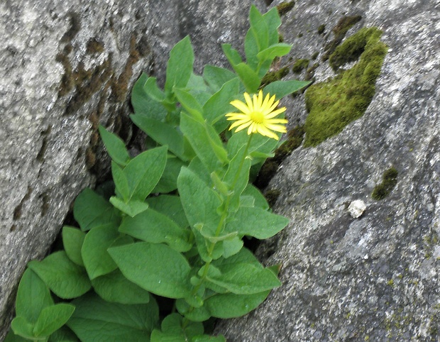 kamzičník rakúsky Doronicum austriacum Jacq.