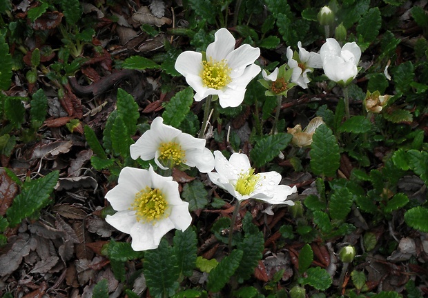 dryádka osemlupienková Dryas octopetala L.