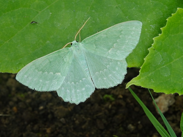 piadivka zelená Geometra papilionaria