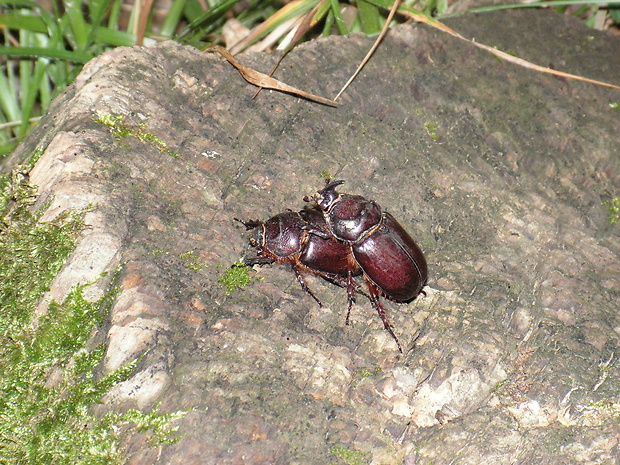 nosorožtek obyčajný  Oryctes nasicornis