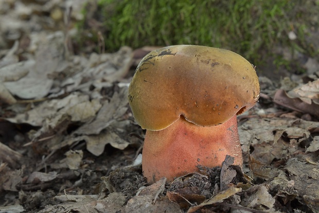 hríb zrnitohlúbikový Sutorius luridiformis (Rostk.) G. Wu & Zhu L. Yang