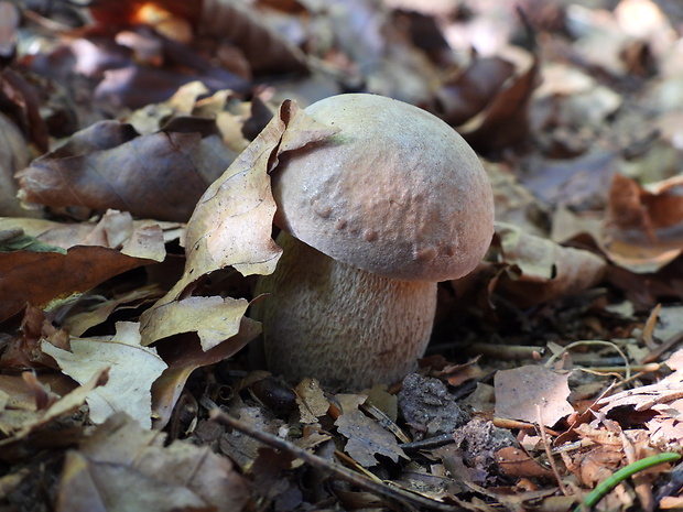 hríb dubový Boletus reticulatus Schaeff.