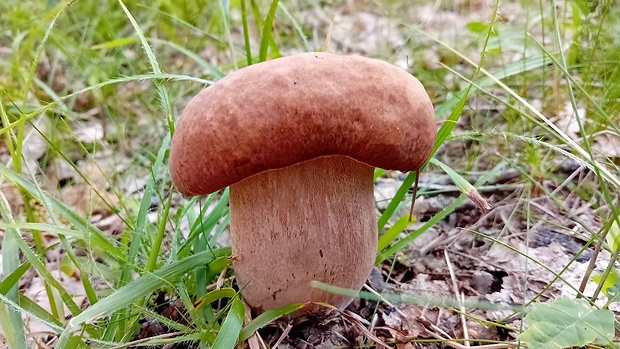 hríb dubový Boletus reticulatus Schaeff.