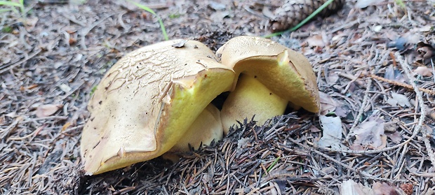 hríb horský Butyriboletus subappendiculatus (Dermek, Lazebn. & J. Veselský) D. Arora & J.L. Frank