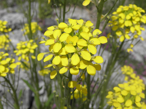 horčičník karpatský Erysimum hungaricum Zapał.